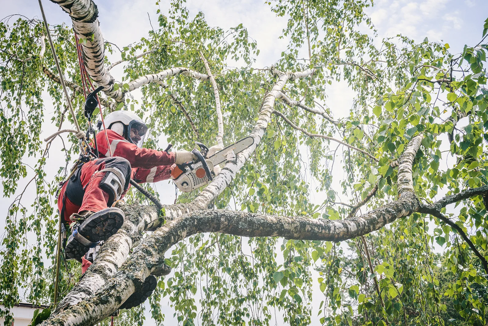 Tree Service Near Me in Downers Grove